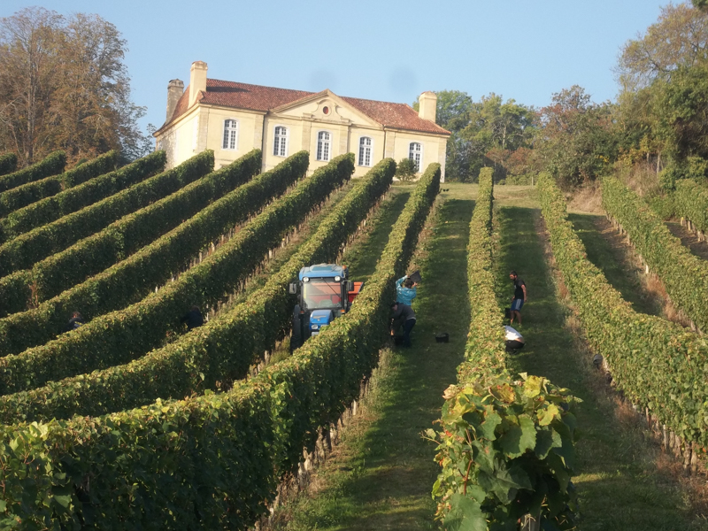 Château de Viella - Vendanges