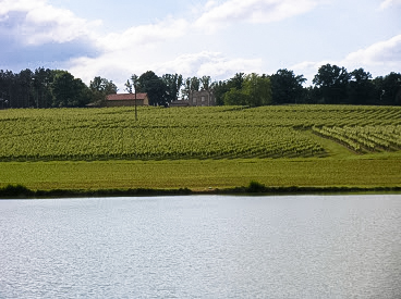 Domaine de Bassail - vignes