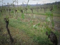 Viella en Pacherenc (4)